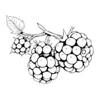 Black And White Line Drawing Of Blackberries On Branch vector
