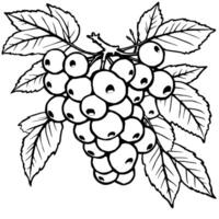 Cluster Of White Currants On Branch With Leaves Illustration vector