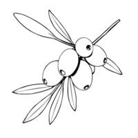 Elegant Line Drawing Of Sea Buckthorn Berries On Branch vector