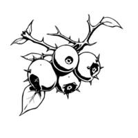 Thorny Branch With Cluster Of Dark Berries Detailed Ink Drawing vector