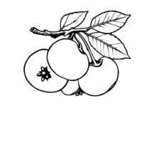 Simple Line Drawing Of Three Apples On A Branch With Leaves vector