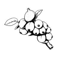 Hand-Drawn Illustration Of A Fig And Cluster Of Berries On A Branch vector