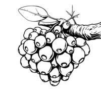 Cluster Of Berries On Branch Detailed Line Art Illustration vector