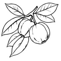 Line Art Drawing Of Two Fruits On Branch With Leaves vector