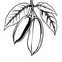 Stylized Line Drawing Of Cocoa Pods On Branch With Leaves vector