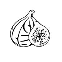 A Whole Fig and a Halved Fig A Simple Line Drawing vector