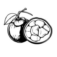 Hand-Drawn Illustration Of A Mangosteen Fruit Whole And Halved Showing Its Segments And Leaf vector