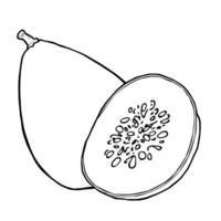 A Simple Line Drawing Of A Whole And Halved Melon vector