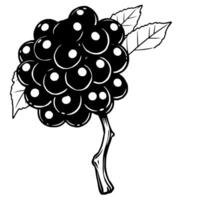 Cluster Of Dark Berries On A Branch With Leaves vector