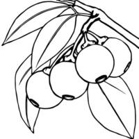Cluster Of Round Berries Hanging From Branch With Leaves vector