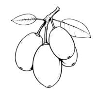 Cluster Of Oval Fruits On Branch With Leaves Line Art Illustration vector
