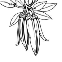 Elegant Line Drawing Of Vanilla Beans On Branch With Leaves vector