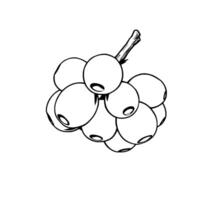 Cluster Of Round White Berries On A Branch Illustration vector