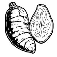 Detailed Illustration Of A Turmeric Root Showing Both Whole And Sliced Views vector