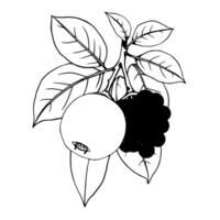 Yellow Fruit And Dark Berries On A Lush Green Branch vector