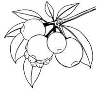 Cluster Of Pale black Berries On A Branch With Leaves vector