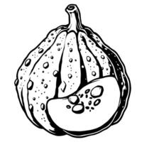 Detailed Line Art Illustration Of A Whole And Sliced Gourd vector