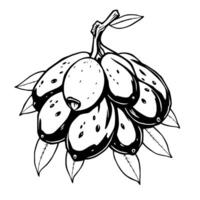 Cluster Of Ripe Olives On Branch With Leaves Detailed Ink Drawing vector