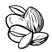 A Detailed Line Drawing Of Almonds With Leaves vector