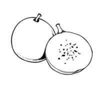 A Simple Line Drawing Of A Whole And Halved Fig Fruit vector