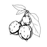 Cluster Of Sacha Inchi Nuts On Branch With Leaves vector