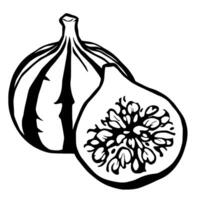 A Detailed Line Drawing Of A Whole And Halved Fig Fruit vector