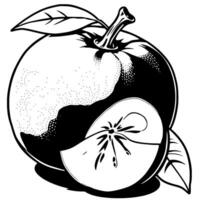 A Detailed Black And White Illustration Of An Apple Sliced Open To Reveal Its Core And Seeds Wi vector