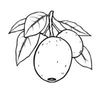Line Drawing Of Oranges On Branch With Leaves vector