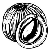 Intricate Line Drawing Of A Whole And Halved Coconut vector