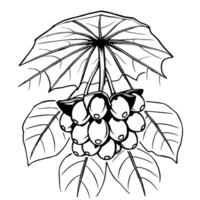 Detailed Illustration Of A Cluster Of Berries Hanging From A Plant With Large Leaves vector