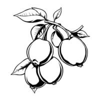 Cluster Of Black And White Guavas On Branch With Leaves vector