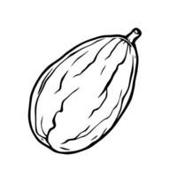 Line Drawing Of A Single Dried Fig Isolated On White vector