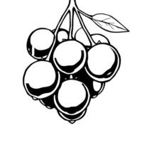 Cluster Of Ripe Juicy Blueberries Hanging From Branch vector