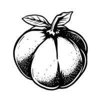 A Detailed Ink Drawing Of A Single Ripe Peach With Leaves vector