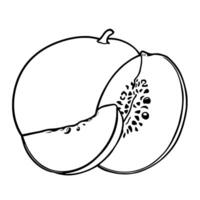 Line Art Illustration Of A Juicy Cantaloupe Melon Sliced Open To Reveal Its Refreshing Interior vector