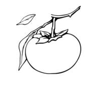 Line Drawing Of A Single Persimmon Fruit On Branch With Leaves vector