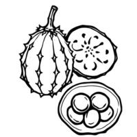 A Detailed Line Drawing Of A Kiwano Melon Showing The Whole Fruit A Cross-Section And Seeds vector