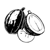 Black And White Illustration Of Whole And Halved Hazelnuts vector