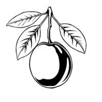Stylized Line Drawing Of A Single Fruit With Leaves vector