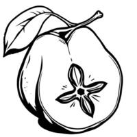 Halved Apple With Leaf Core and Stem A Detailed Line Drawing vector