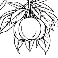 Line Art Illustration Of A Single Mangosteen Fruit Hanging From Its Branch With Lush Leaves vector