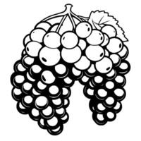 A Lush Bunch Of Grapes Illustrated In Black And White vector
