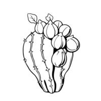 Prickly Pear Cactus With Ripe Figs Illustration vector