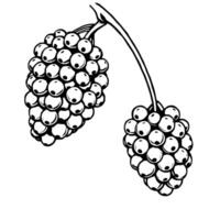 Black And White Illustration Of Two Clusters Of Berries Hanging From A Stem vector