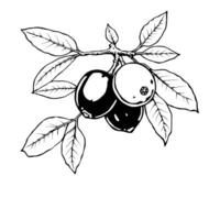 Black And White Line Art Illustration Of Berries On A Branch With Leaves vector