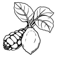 Detailed Line Drawing Of Noni Fruit With Leaves vector