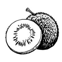 A Detailed Black And White Illustration Of A Kiwi Fruit Sliced Open To Reveal Its Inner Seeds An vector
