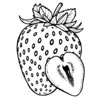 Detailed Line Drawing Of A Strawberry Whole And Halved Showing Seeds And Leaves vector