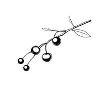 Simple Line Drawing Of A Branch With Berries And Leaves vector