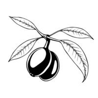 Black And White Illustration Of Two Fruits On A Branch With Leaves vector